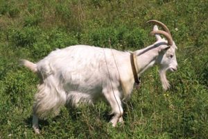 02-Icelandic-cashmere-goat