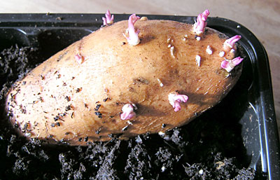 Sweet Potato Sprouts