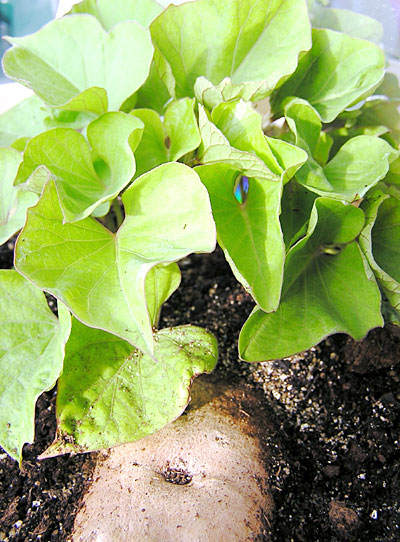 Sweet Potato Leaves