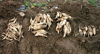 White Yam Sweet Potatoes