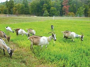 27-Goats-grazing-lespedeza-400x300px