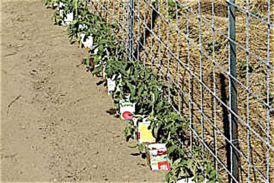 Welded Wire Trellis