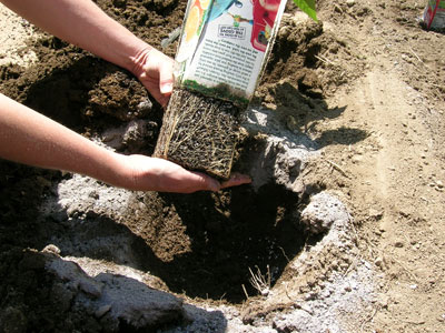 Transplanting melon plants