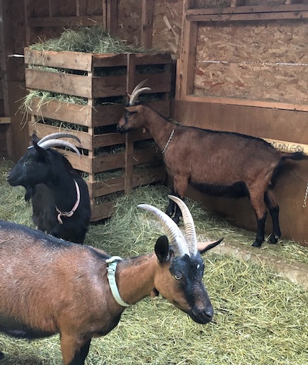 3 Level Farm goats