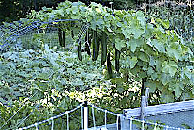 Cucumber Trellis