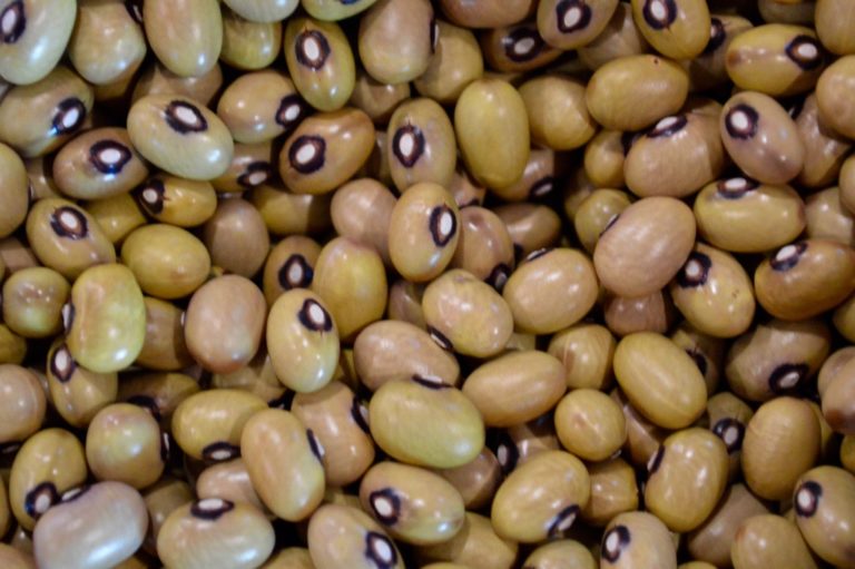 Beans at Seed Swap