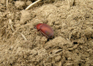 asiatic garden beetle on soil surface