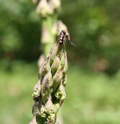 Common asparagus beetles