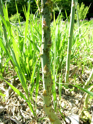 Common asparagus beetle eggs