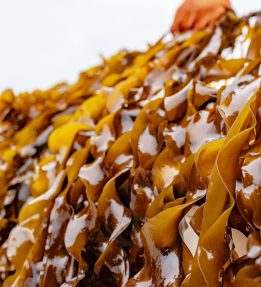 Fresh kelp strands with an orange-gloved hand