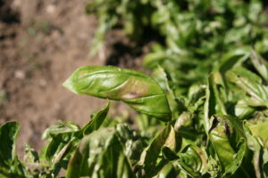 basil downy mildew on upper surface of leaf