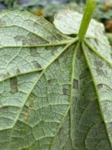 cucurbit downy mildew lesions on underside of leaf