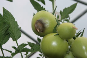blossom end rot on green tomato