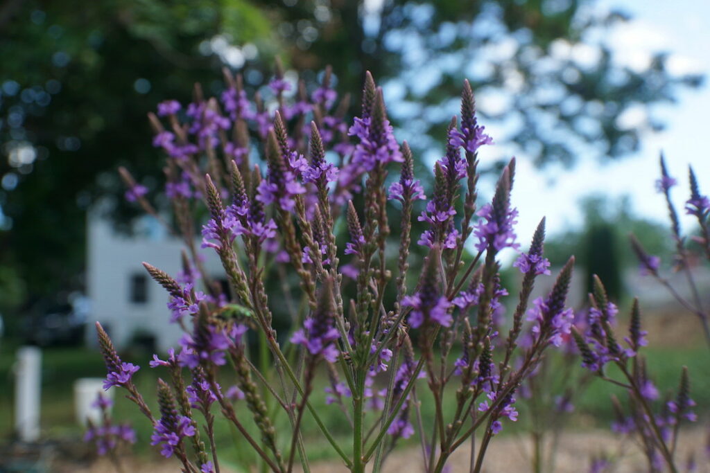 blue vervain