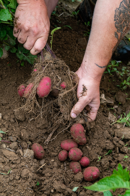 Buckle Farm potatoes Kobik photo