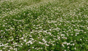 Buckwheat in flower