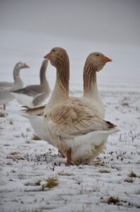 four tan and white geese with bright orange beaks stand in a snowy field