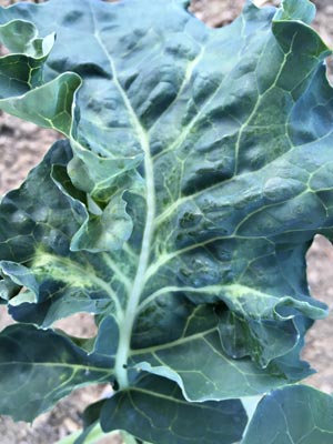 Yellowing on a brassica leaf caused by cabbage aphids