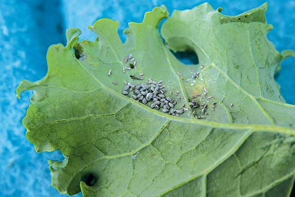 Cabbage aphids on the underside of a leaf