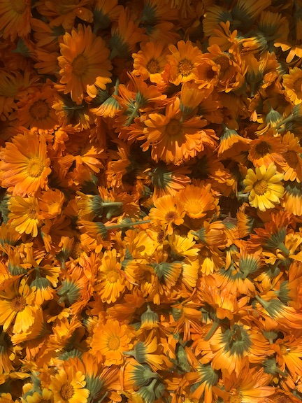 calendula blossoms