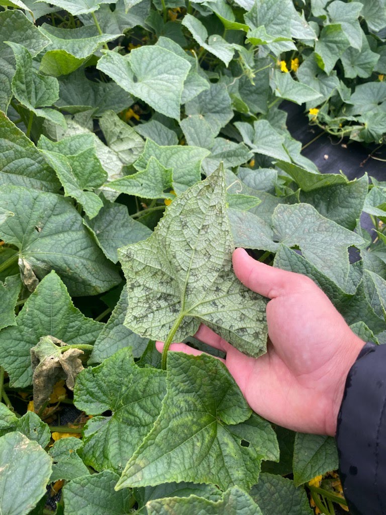 CDM symptoms on cucumber Photo by Nate Gorlin Crenshaw