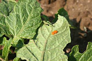 Colorado potato beetle eggs