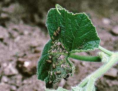 Cucumber beetles and feeding damage