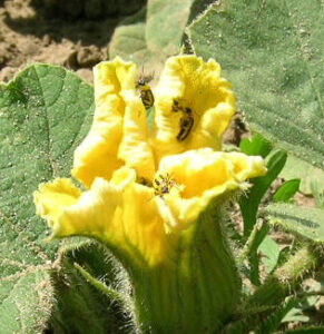 cucumber beetles on yellow blossom
