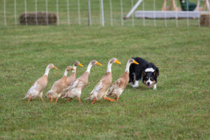Border collie herding ducks