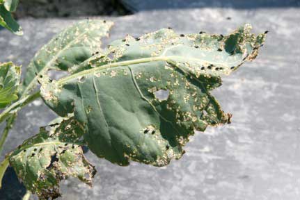 Flea beetles on broccoli leaf