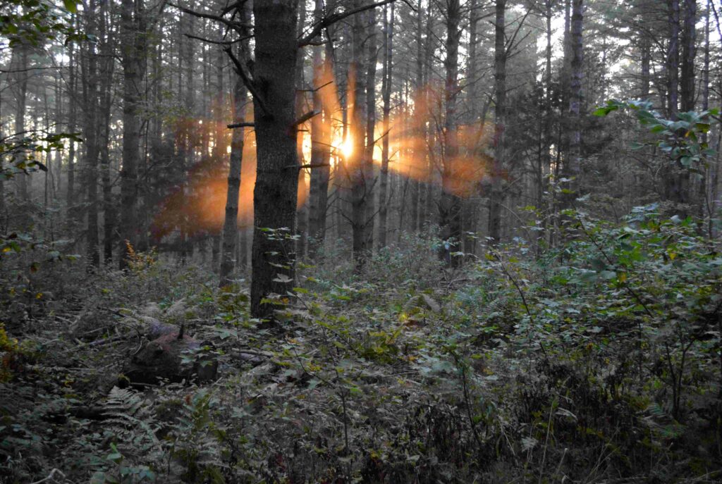 The sun peaks through trees in the forest.