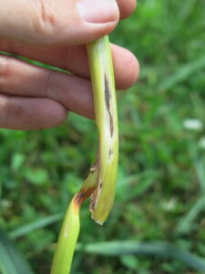 garlic anthracnose on scape