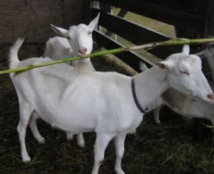 goats-and-cornstalks