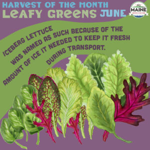 Harvest of the Month Leafy Greens June