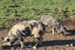 Two black-spotted pigs root their noses into the soil.