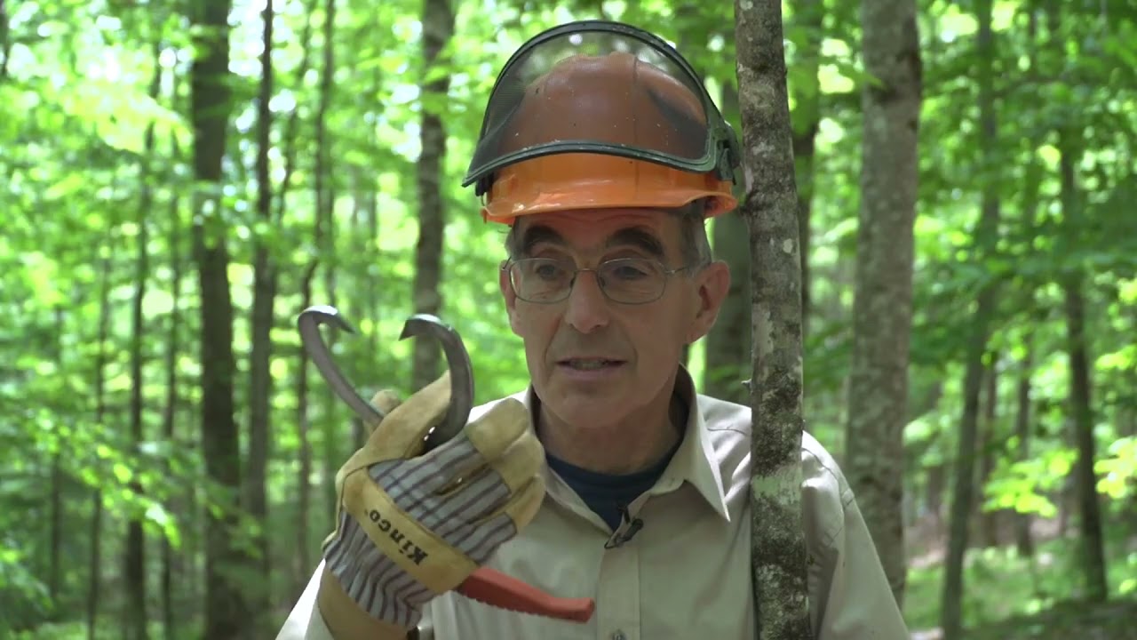 Thinning A Young Forest Using Log Tongs