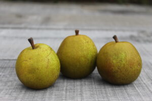 Three squat yellow-brown pears lined up in a row.