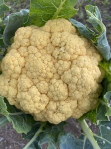 a large head of yellow cauliflower surrounded by green wrapper leaves