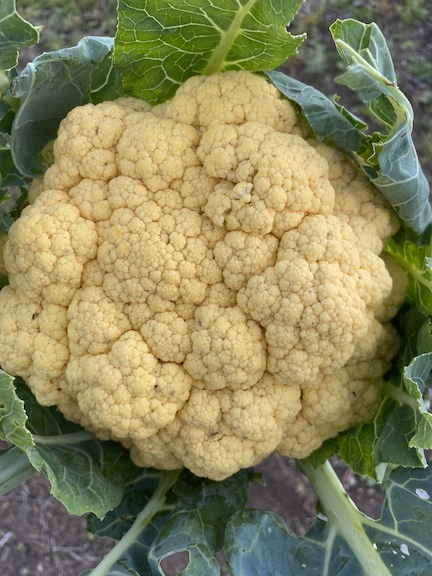 Mountain View cauliflower