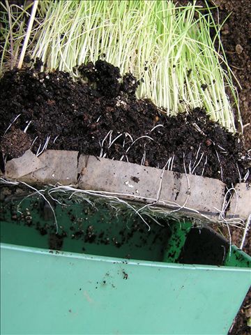 transplanting-onions