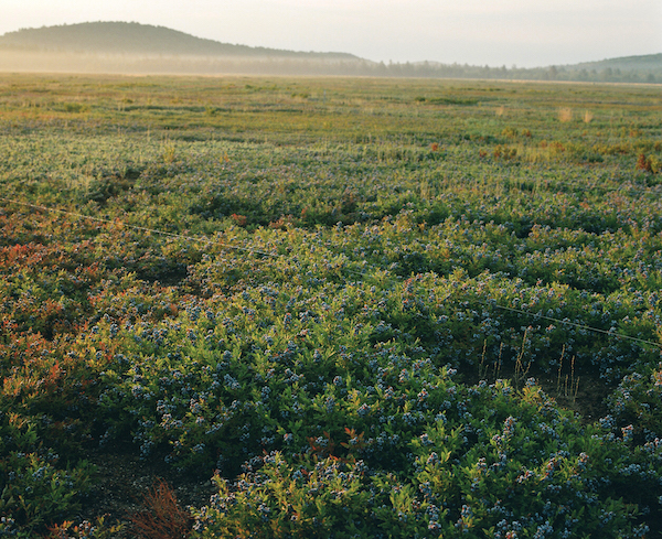 Passamaquoddy Blueberry Field