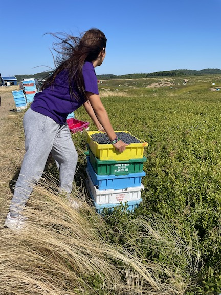 Passamaquoddy Blueberry Harvest