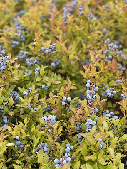 Passamaquoddy Wild Blueberry Company