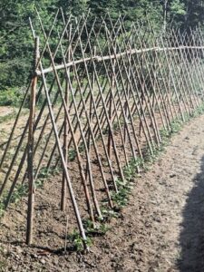 A-frame-shaped pole bean trellis extending the length of a garden bed