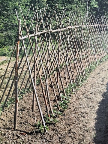 Pole bean trellis