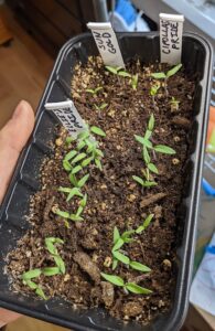 a small black container with two rows of tiny tomato seedlings
