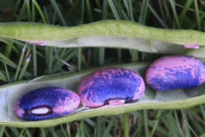 Three bright pink and violet speckled bean seeds in a split green pod
