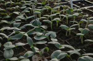 Cucurbit seedlings growing in a greenhouse.