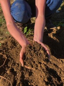Soil cupped in hands