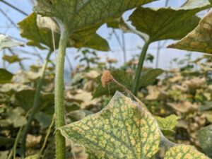 spider mite webbing and leaf damage on cucumber plants